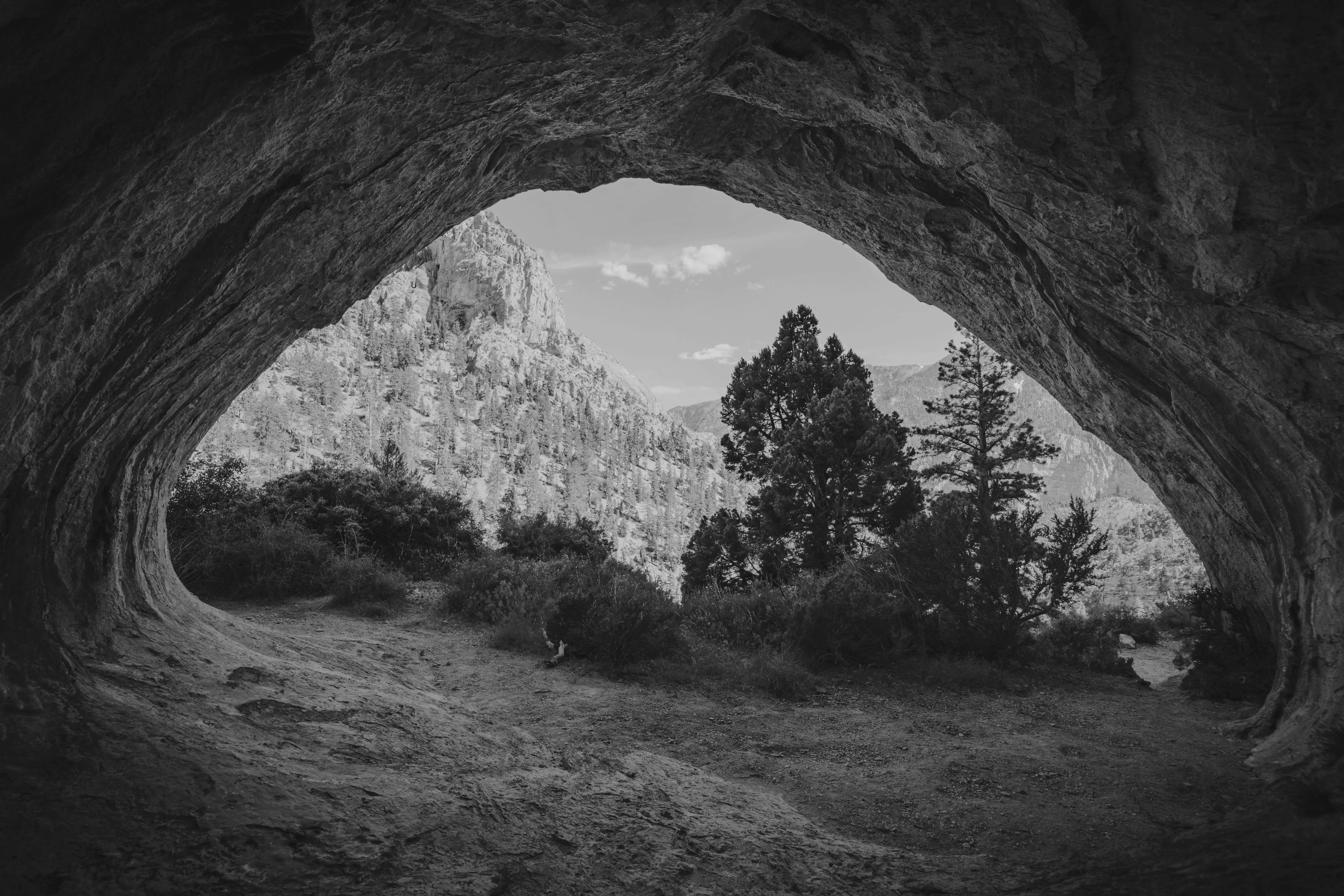 An image of a forest from a cave
